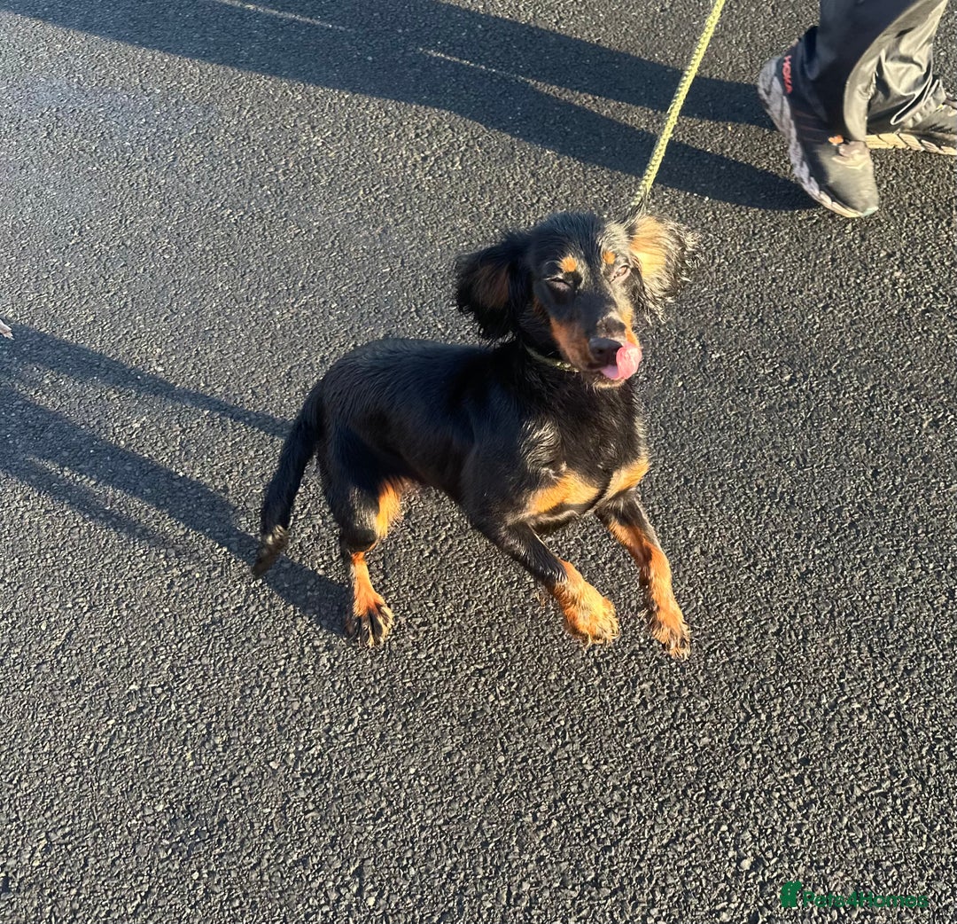 Cocker Spaniel dogs for sale: Kc reg 1 year old cocker spaniel  - Advert 4