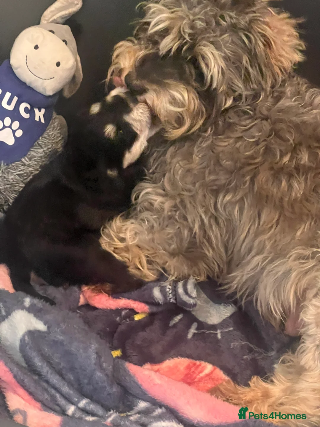 Miniature Schnauzer dogs for sale: 💙🐾Stanley🐾💙The Schnauzer/Schnoodle🐾💙 - Advert 20