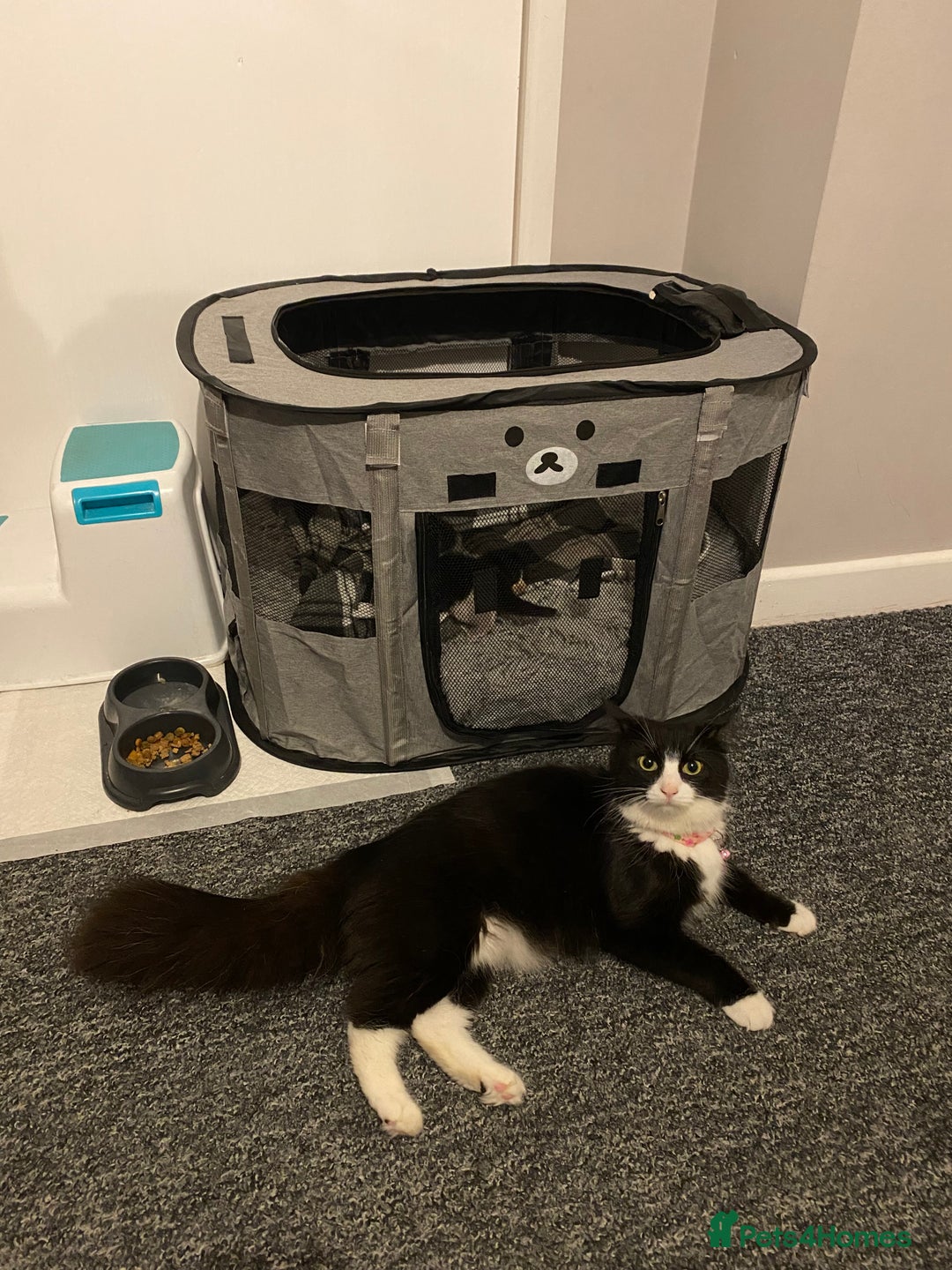 British Longhair cats for sale: 3 Gorgeous Longhaired Kittens - Image 8