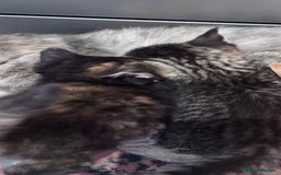 Norwegian Forest Cat cats for sale: Norwegian forest x Bengal kittens  - Image 2