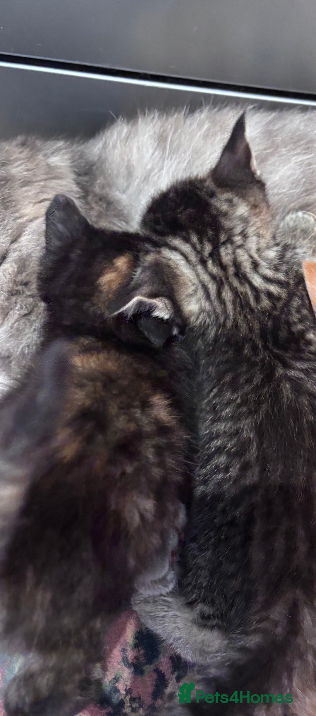 Norwegian Forest Cat cats for sale: Norwegian forest x Bengal kittens  - Image 2