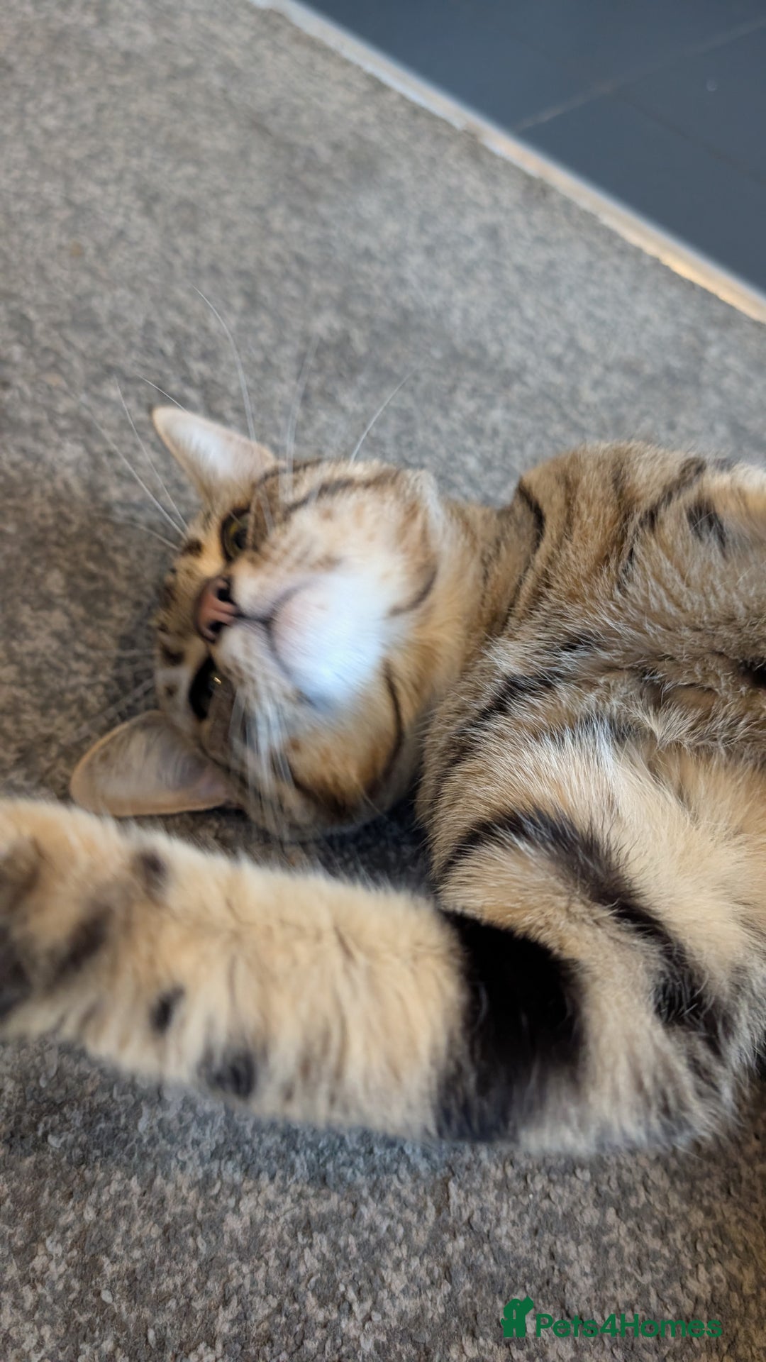 Domestic Shorthair cats for sale: Cuddly 2-Year-Old Indoor Male Cat, Great With Kids - Advert 3