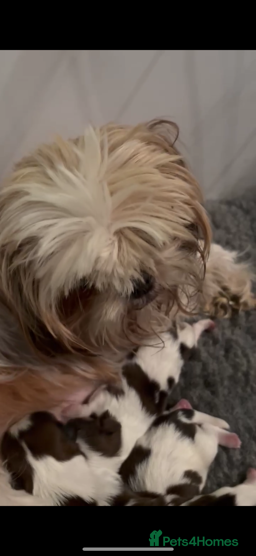 Shih Tzu dogs for sale: Shihtzu puppy  - Advert 1