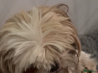 Shih Tzu dogs Shihtzu puppy - Advert 1