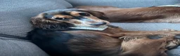 Cocker Spaniel dogs for sale: 8 month old cocker spaniel bitch  - Advert 2