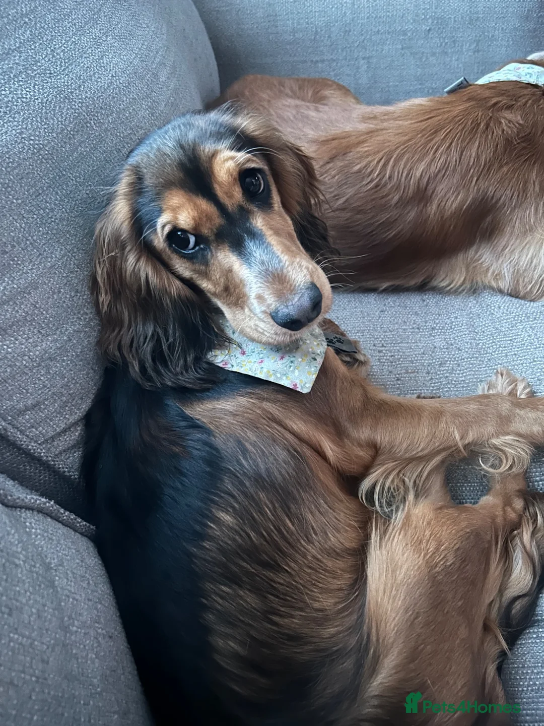 Cocker Spaniel dogs for sale: 8 month old cocker spaniel bitch  - Advert 2