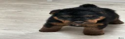 Welsh Terrier dogs for sale: Beautiful Welsh terrier puppies  - Advert 28