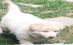 German Shepherd dogs for sale: German Shepherd pups ready end of August  - Image 2