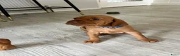 Hungarian Vizsla dogs for sale: 5 handsome hungarian vizsla puppies for sale - Advert 23
