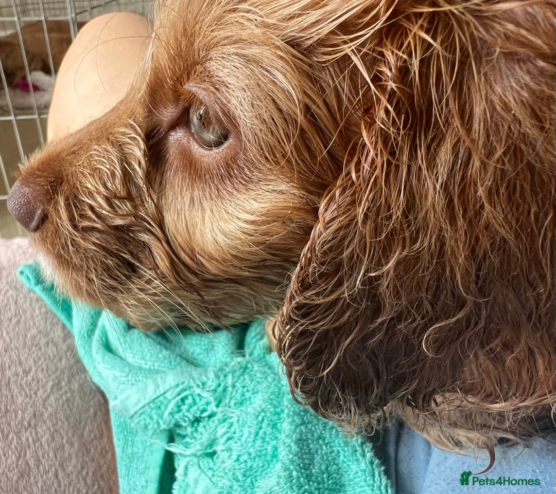 Cockapoo dogs for sale: Rare F1 apricot/ red fox DNA PRCD-PRA clear - Image 25