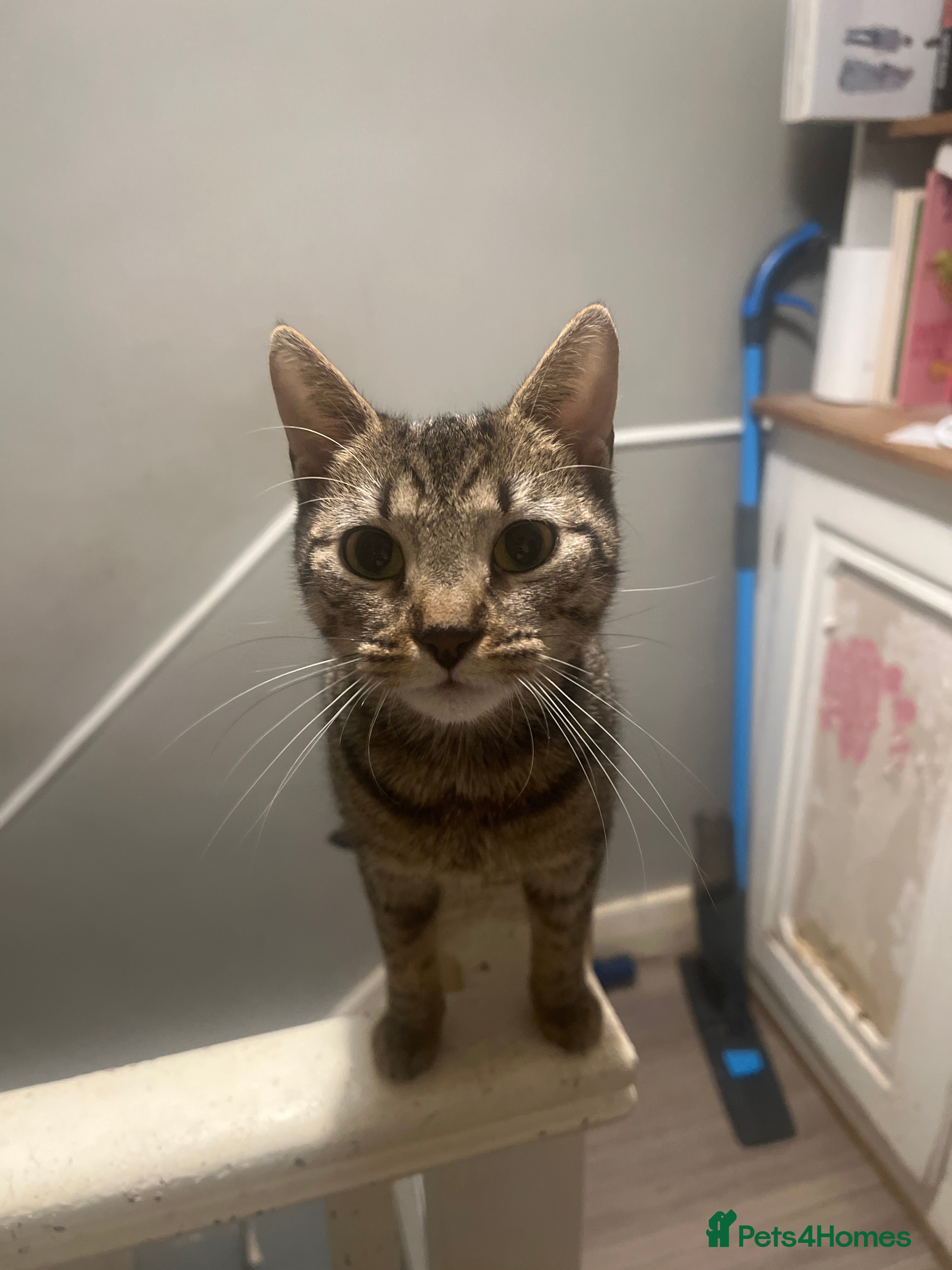 Mixed Breed cats 2 Male Moggies - Advert 1