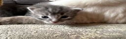 Mixed Breed cats for sale: Half Ragdoll Kittens  in Northampton - Advert 13