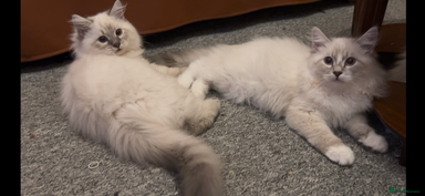 Siberian cats Sweet human friendly Siberians - Advert 6