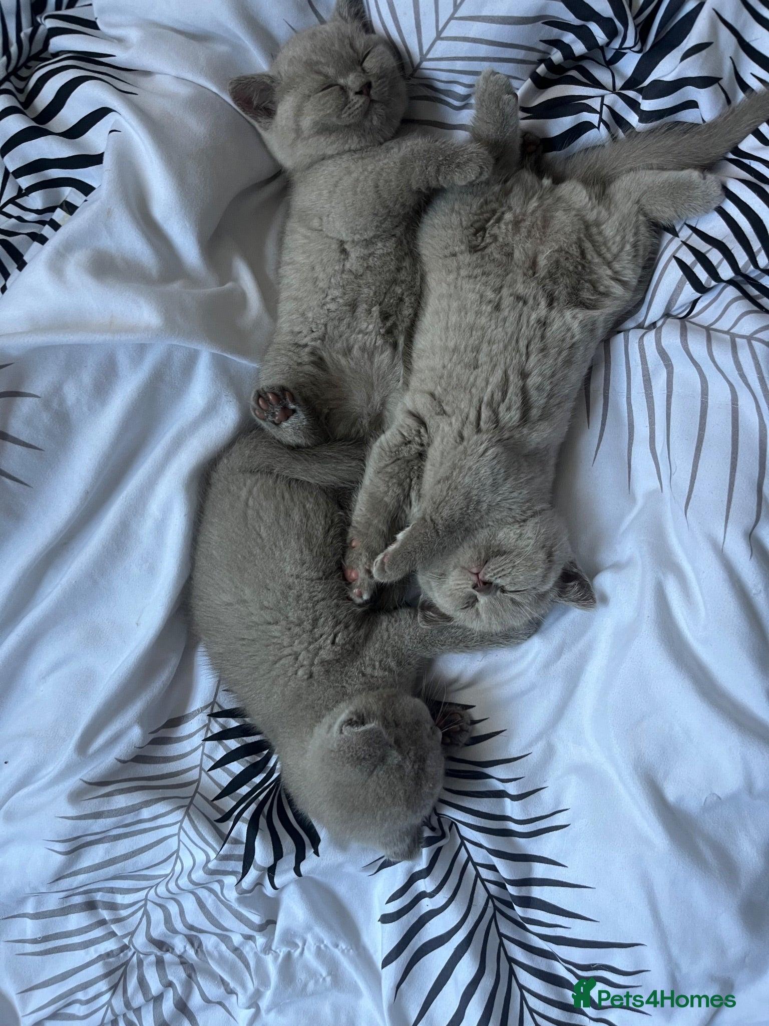 British Shorthair cats 3 BRITISH SHORTHAIR KITTENS READY TO LEAVE  - Advert 2