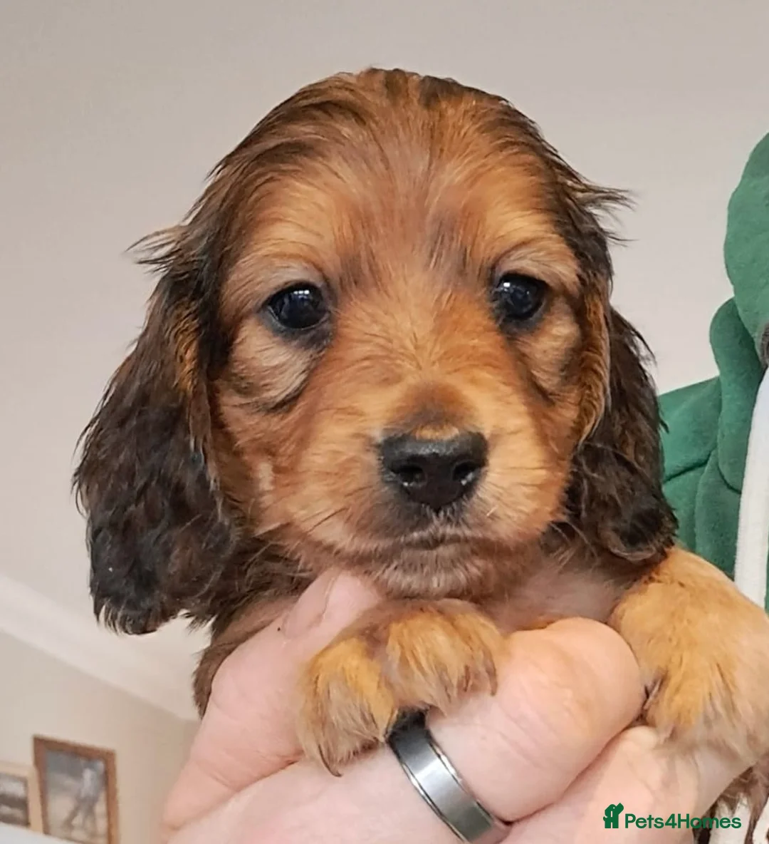 Miniature Dachshund dogs for stud: ee Cream Long Coat Miniature Dachshund Stud in Dalry - Advert 9