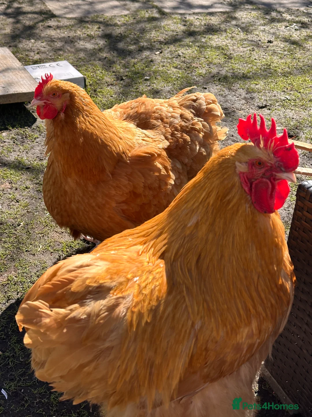 Chickens poultry for sale: Buff Orpington pair for sale.  in Consett - Advert 3