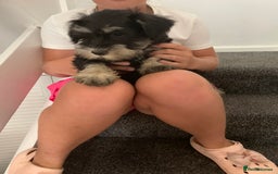 Miniature Schnauzer dogs for sale: KC Mini Schnauzer/Vaccinated Ready for walks - Image 7