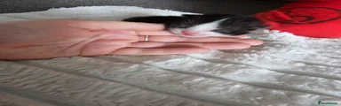 Mixed Breed Kitten 3