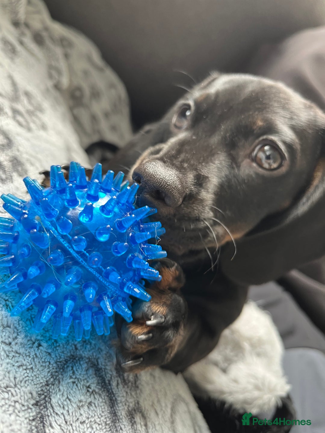 Dachshund dogs for sale: Miniature dachshund  - Image 8