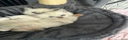 Ragdoll cats for sale: 2 beautiful blue point ragdolls kitten left  - Advert 14