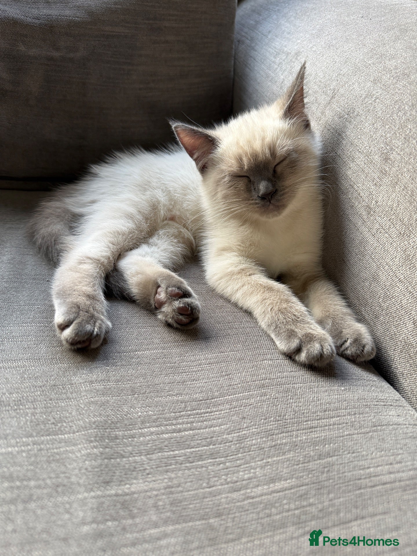 Ragdoll cats Male Ragdoll kitten - Advert 4