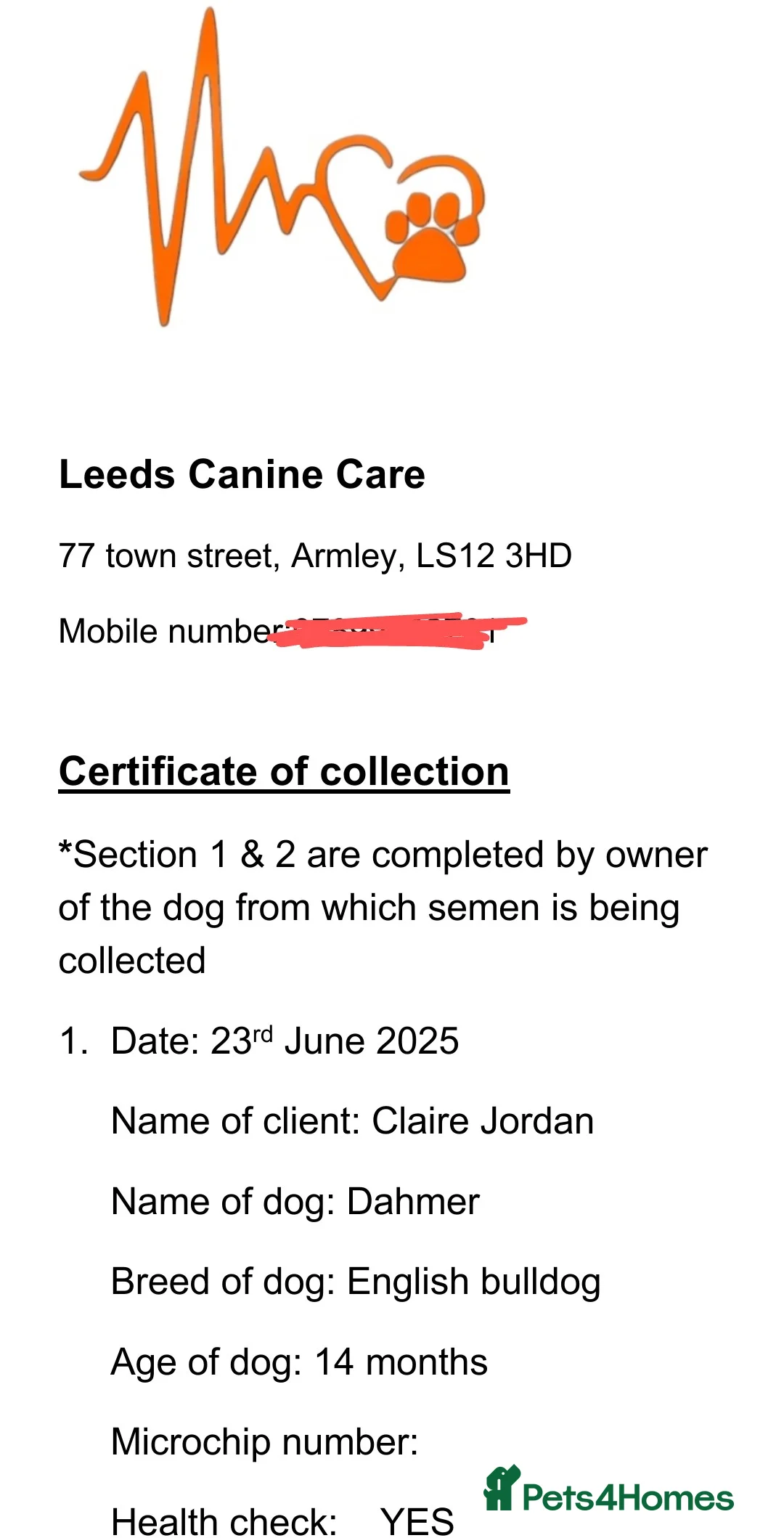 English Bulldog dogs for stud: Dahmer for stud - Advert 16