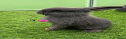 French Lop rabbits for sale: Pure French lops - Advert 4