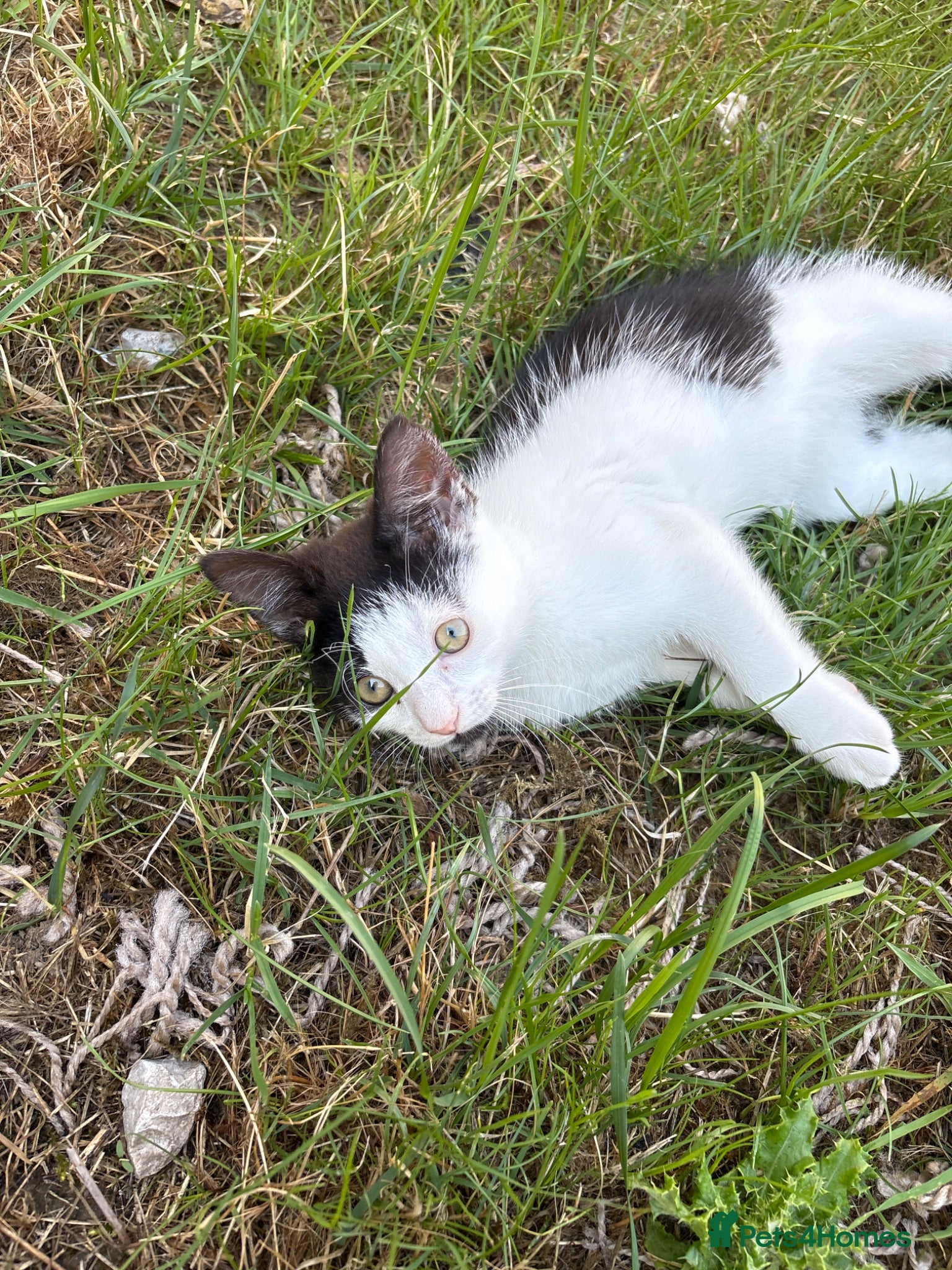 Mixed Breed cats 2 beautiful black and white kittens - Advert 1
