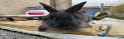 Mixed Breed rabbits for sale: Mixed breed males for sale  - Advert 7