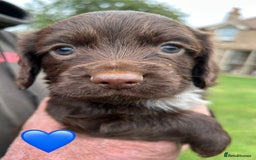 Cocker Spaniel dogs for sale: GORGEOUS WORKING COCKER PUPS - Image 18