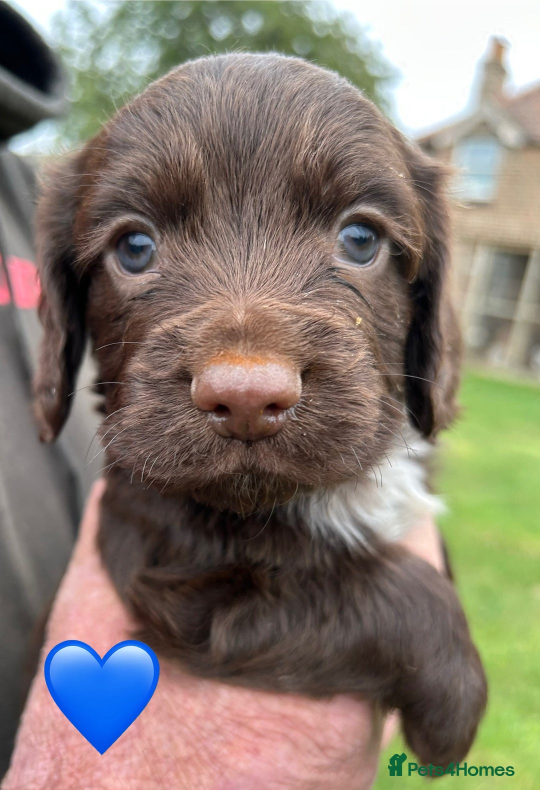 Cocker Spaniel dogs for sale: GORGEOUS WORKING COCKER PUPS - Image 18