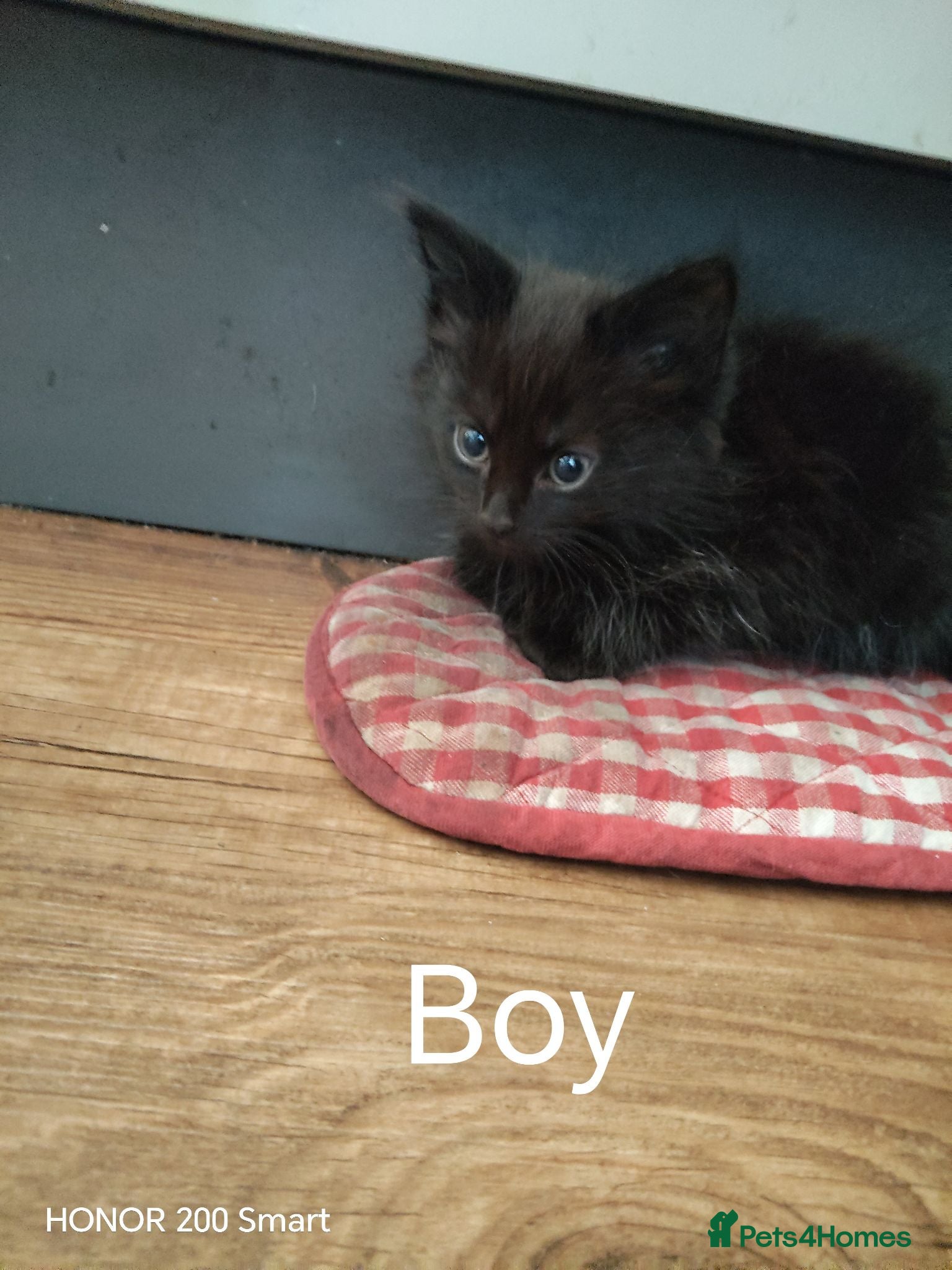 Mixed Breed cats 3 Little Kittens  for sale - Advert 12