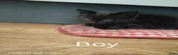 Mixed Breed cats for sale: 3 Little Kittens  for sale - Advert 2