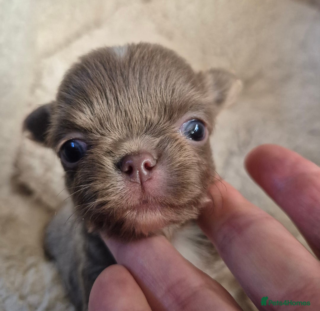 Chihuahua dogs for sale: KC chihuahua puppies  - Advert 4