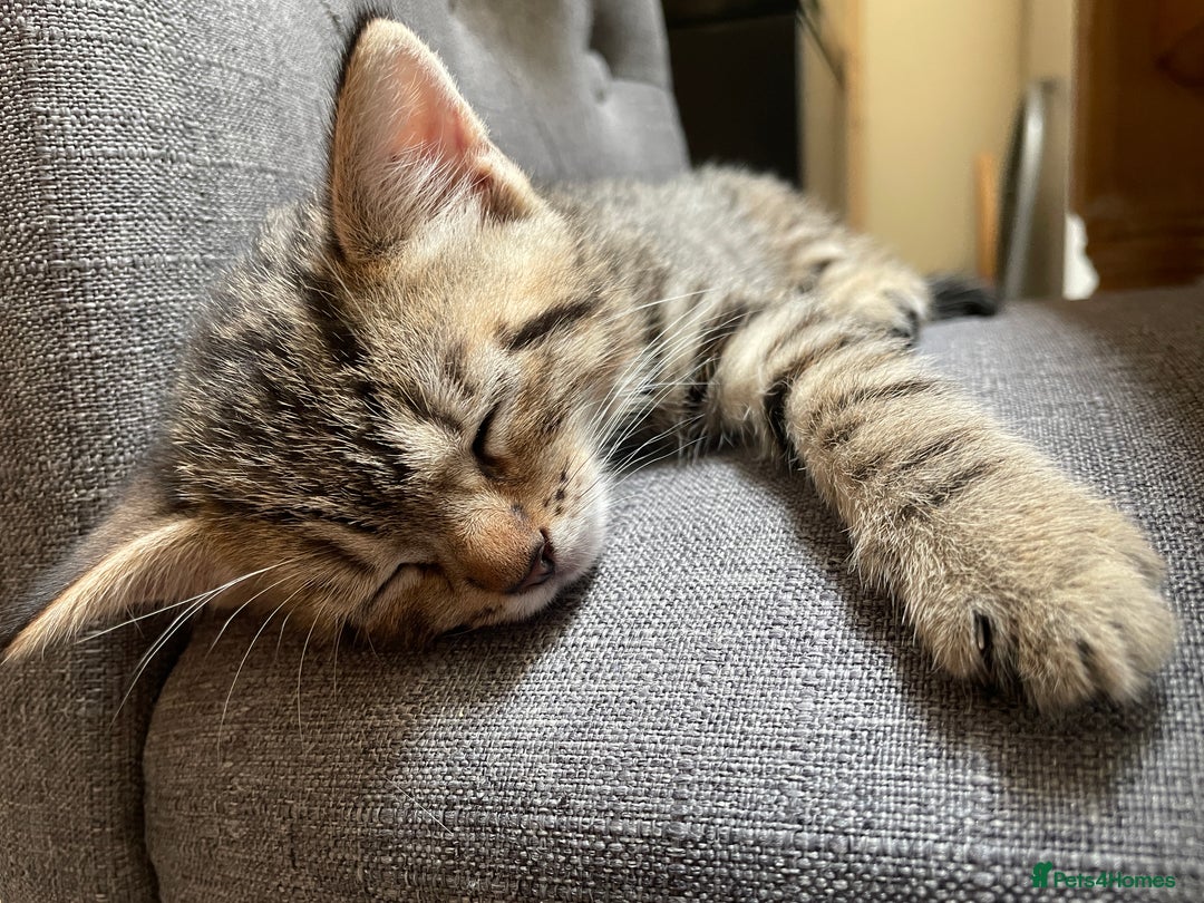 Mixed Breed cats for sale: Mixed Breed Kitten for sale - Image 12