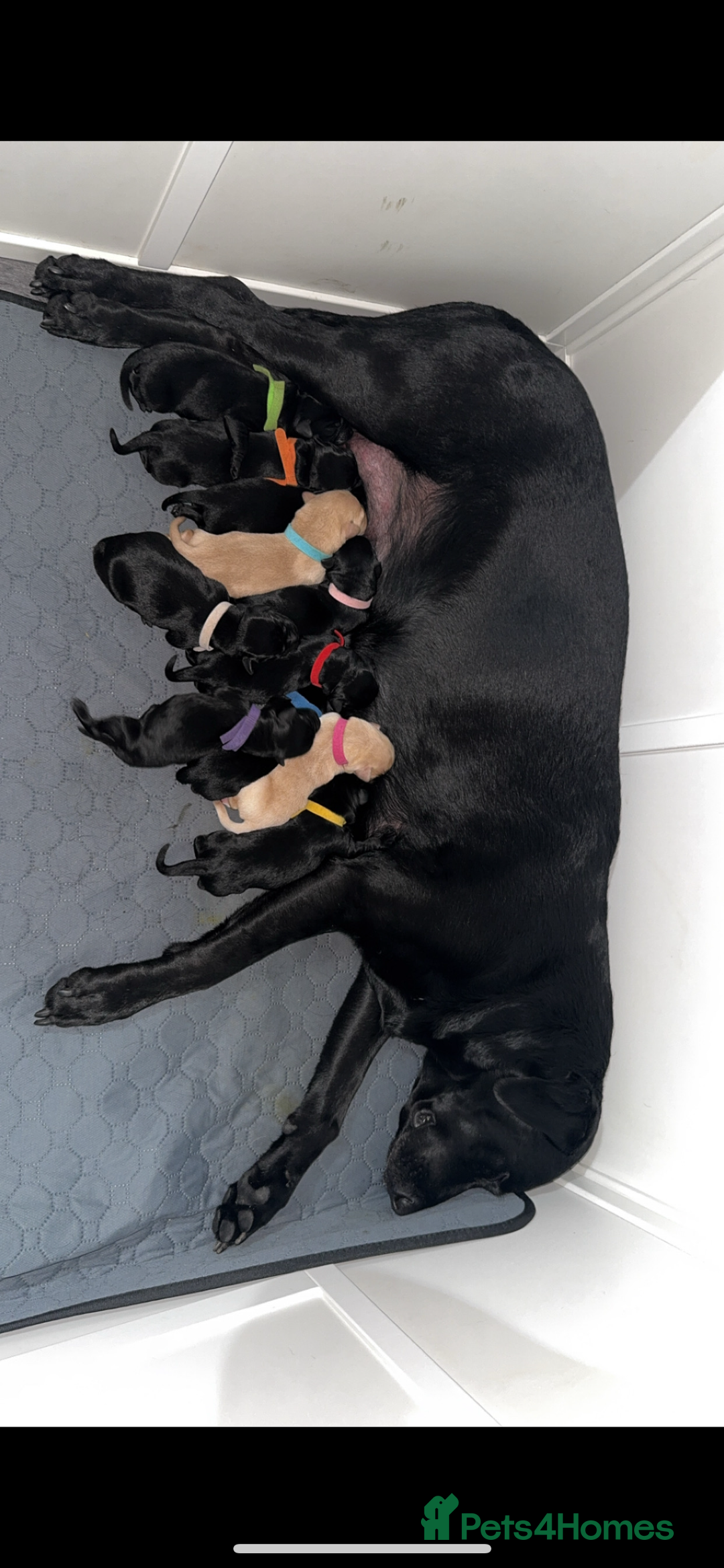 Labrador Retriever dogs for sale: LAST 3 LABRADOR PUPPIES AVAILABLE — READY NOW! - Advert 2