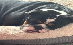 English Bulldog dogs for sale: English bulldog bitch please read description - Image 4