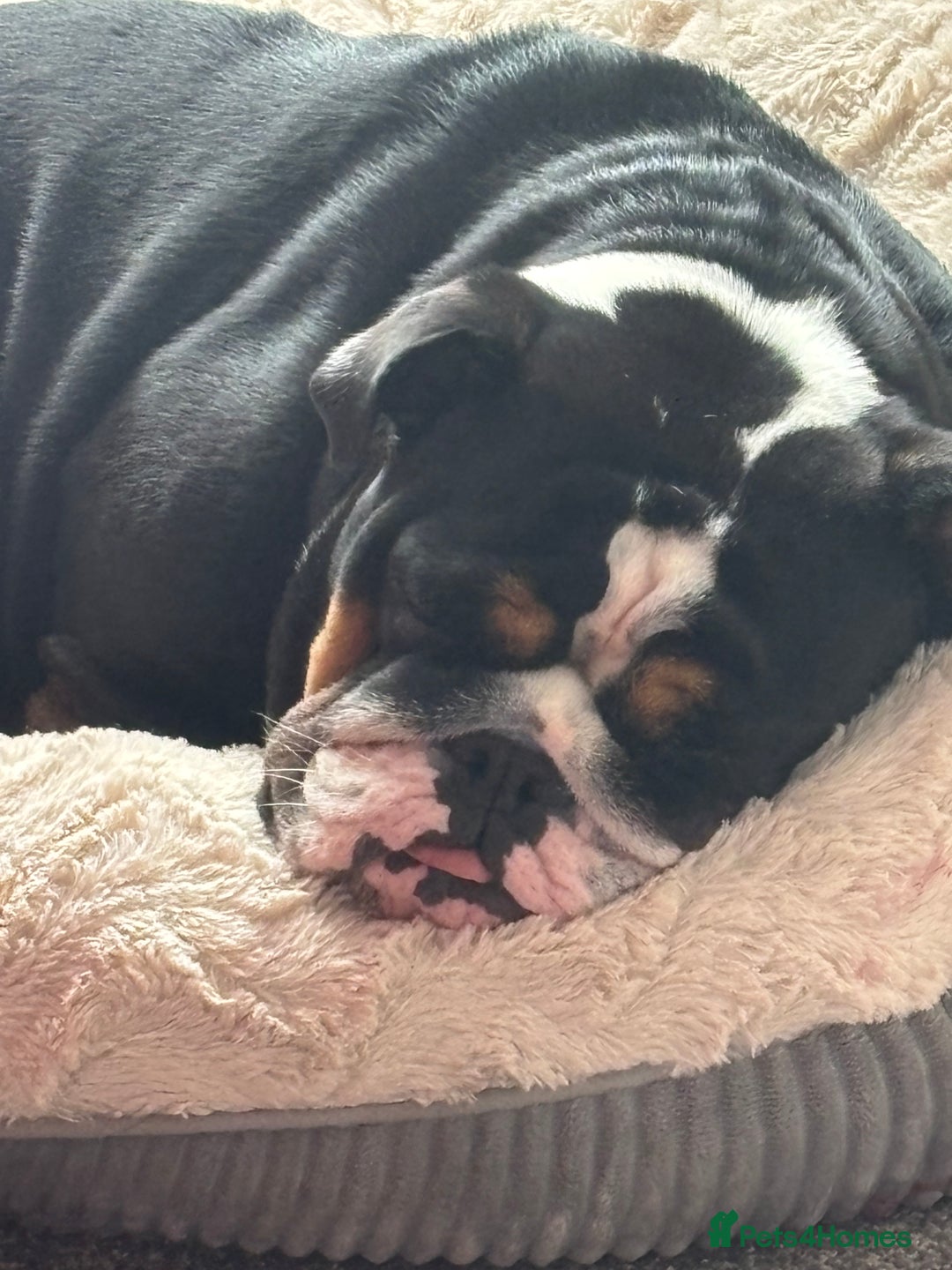 English Bulldog dogs for sale: English bulldog bitch please read description - Image 4