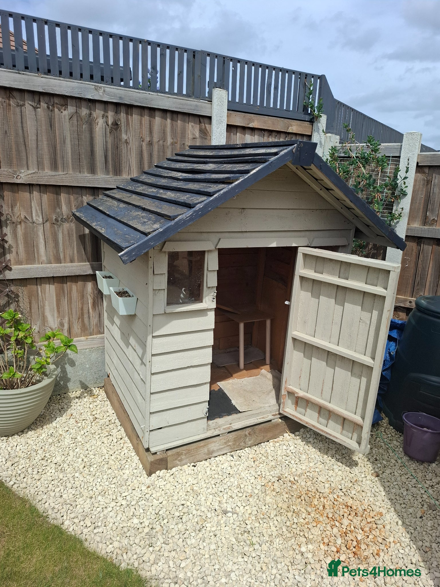 Netherland Dwarf rabbits for sale: Klompje (M) & Sapheiri (F) bonded couple. 7-8yrs in Bury Saint Edmunds - Advert 20