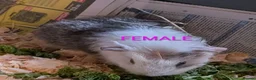 Guinea Pig rodents for sale: Beautiful Baby Guinea Pigs - Males  - Advert 4