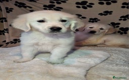 Golden Retriever dogs for sale: Kc, health tested, show type, golden retrievers. - Advert 20