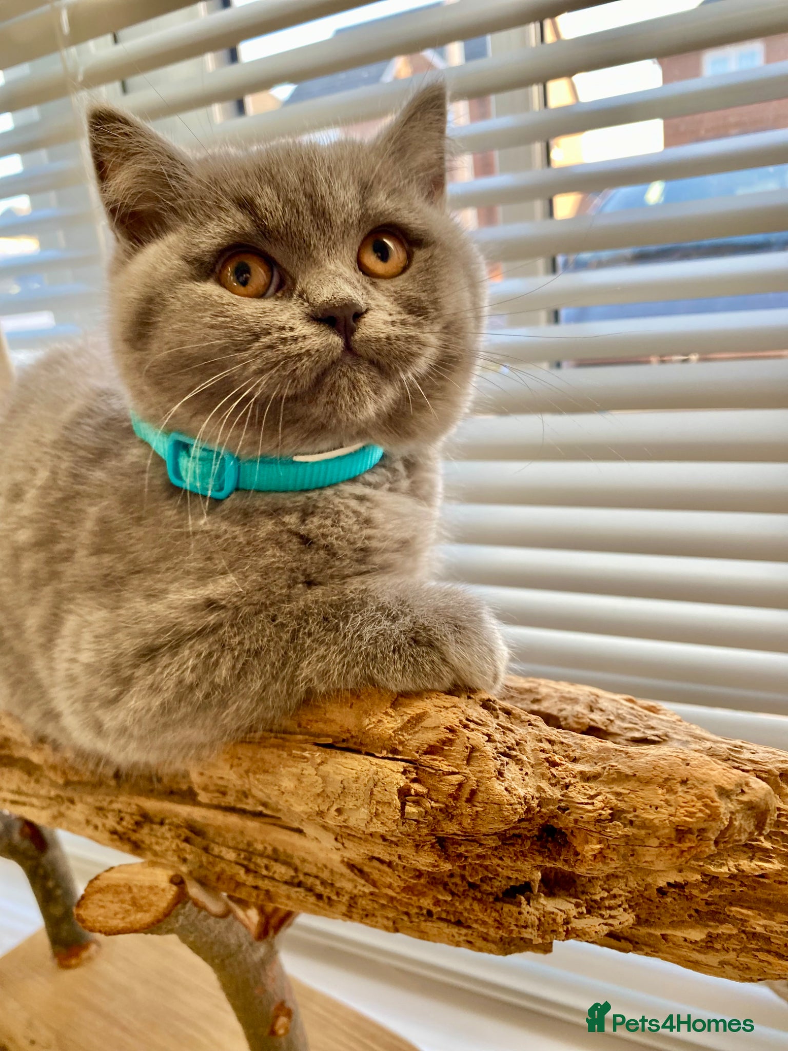 British Shorthair cats Pure Pedigree British Shorthair Kittens for Sale - Advert 7
