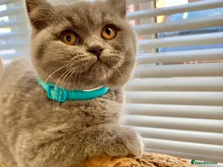 British Shorthair cats Pure Pedigree British Shorthair Kittens for Sale - Advert 7