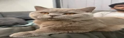 British Shorthair cats for stud: Peshi the British shorthair.  in Greenford - Advert 1