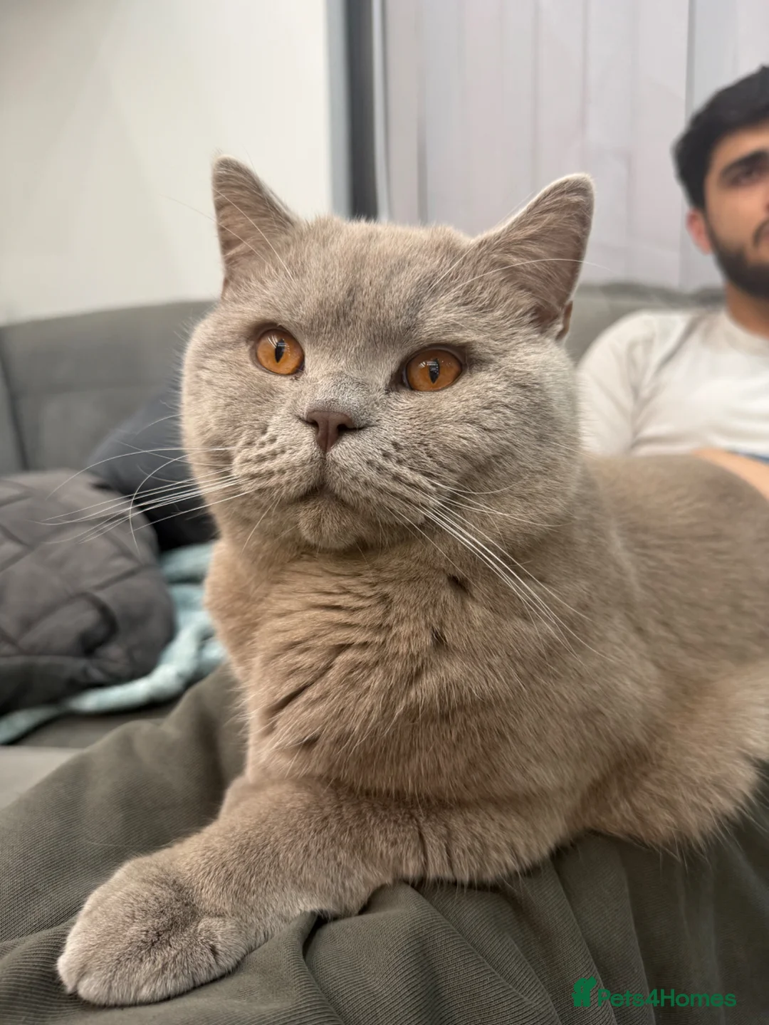 British Shorthair cats for stud: Peshi the British shorthair.  in Greenford - Advert 1