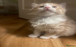 Mixed Breed cats for sale: 5 Fluffy Half Maine Coon kittens - Advert 7