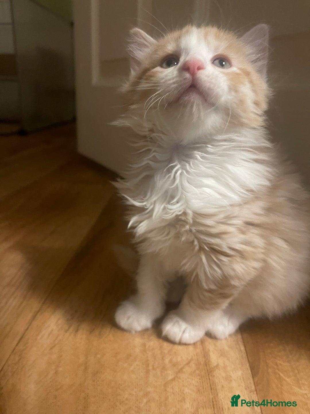 Mixed Breed cats for sale: 5 Fluffy Half Maine Coon kittens - Advert 7