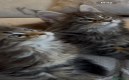 Maine Coon cats for sale: Outstanding pedigree kittens - Image 11