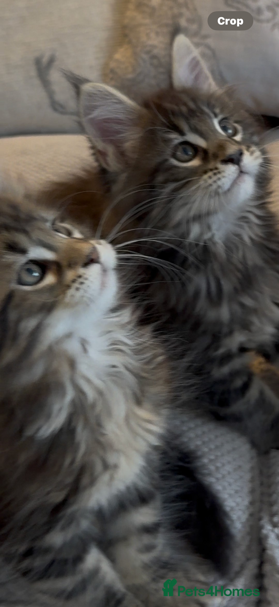 Maine Coon cats for sale: Outstanding pedigree kittens - Image 11