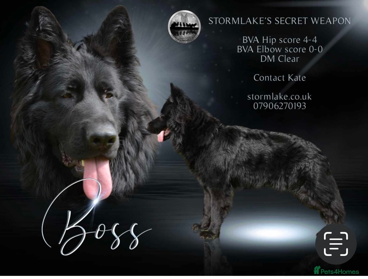 German Shepherd dogs Solid Black German Shepherd (STUD) in Waltham Abbey - Advert 1